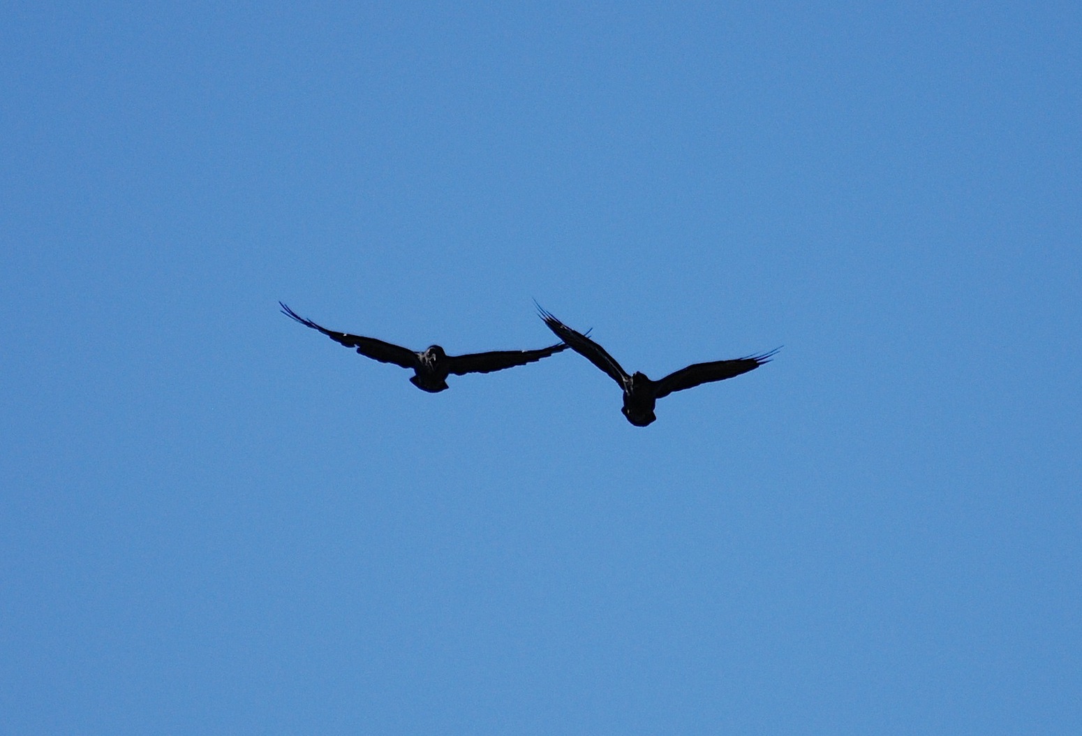 Corvus corax [gara di acrobazia (amorosa?)]